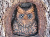 carving Owl