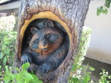 carving Raccoon 3